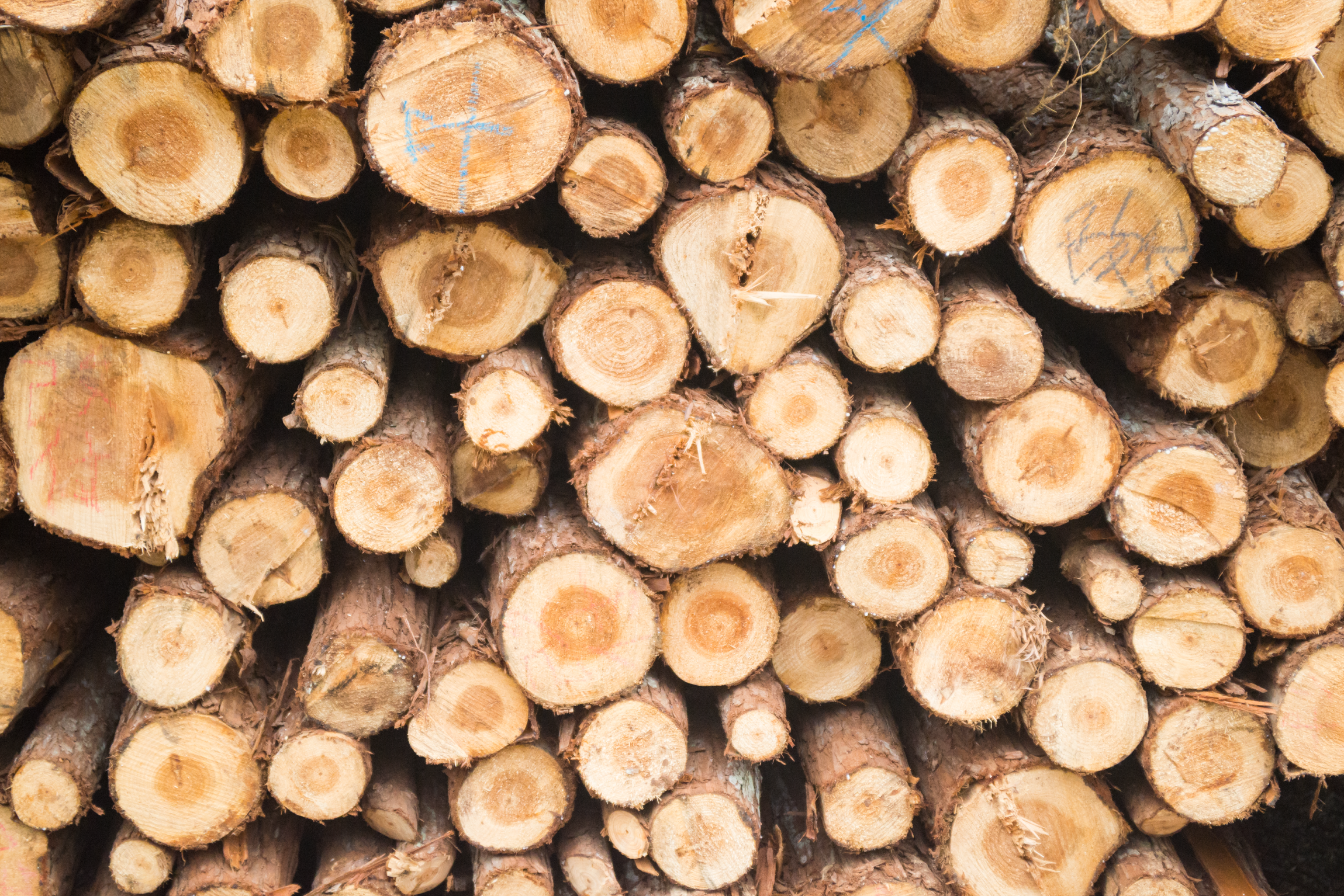 Picture of cut-trees (logs)